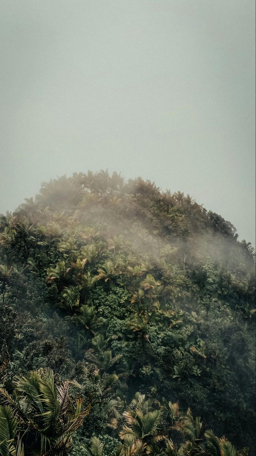 El Yunque — the only tropical rainforest in the U.S. National Forest System.