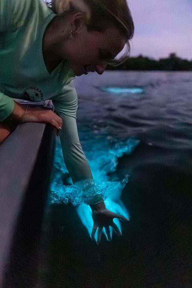 Kayaking a bioluminescent bay on a moonless night.