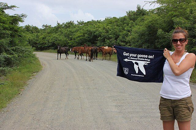 Wild horses roam Vieques freely.